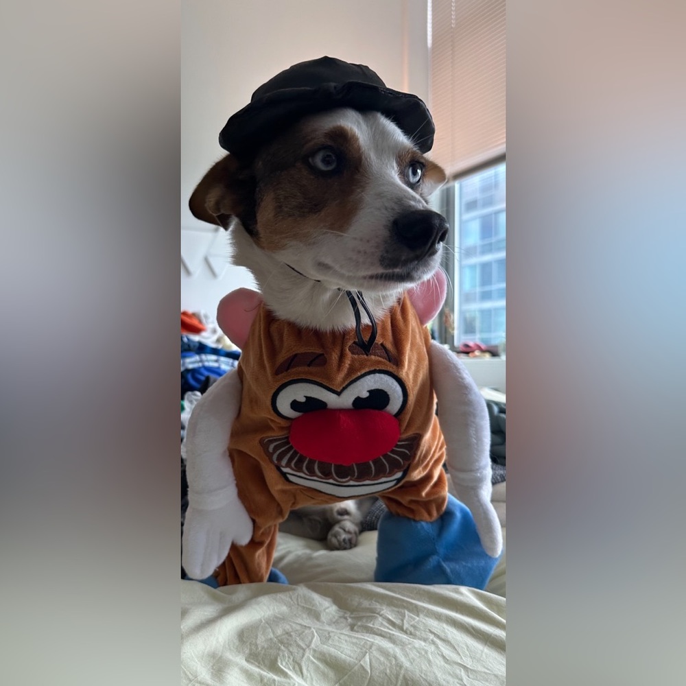 Mr potato head dog costume
